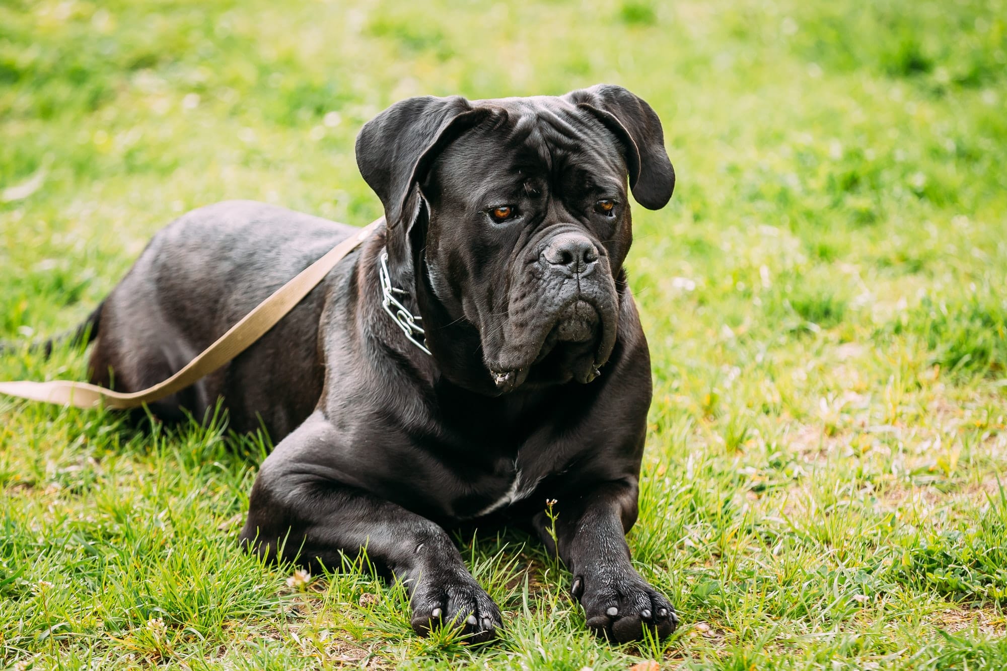 Black Young Cane Corso Dog Sit On Green Grass Outdoors. Big Dog Dr