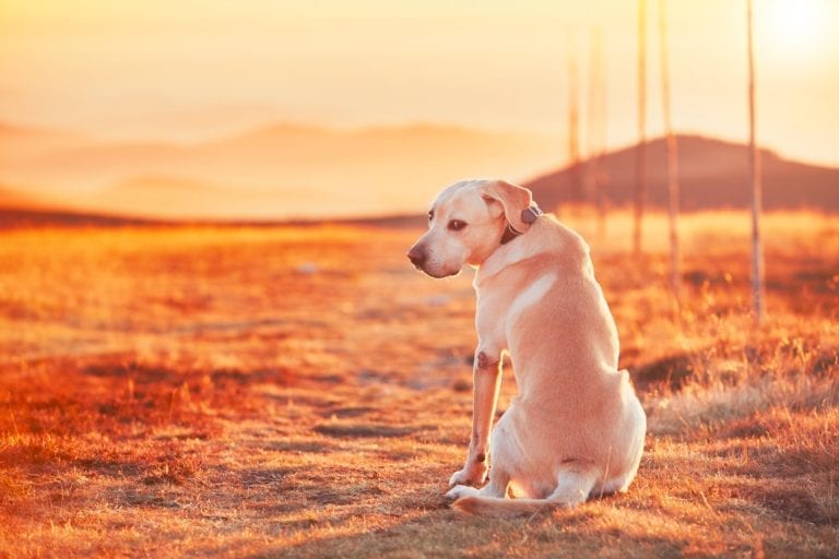 Dog at the sunset