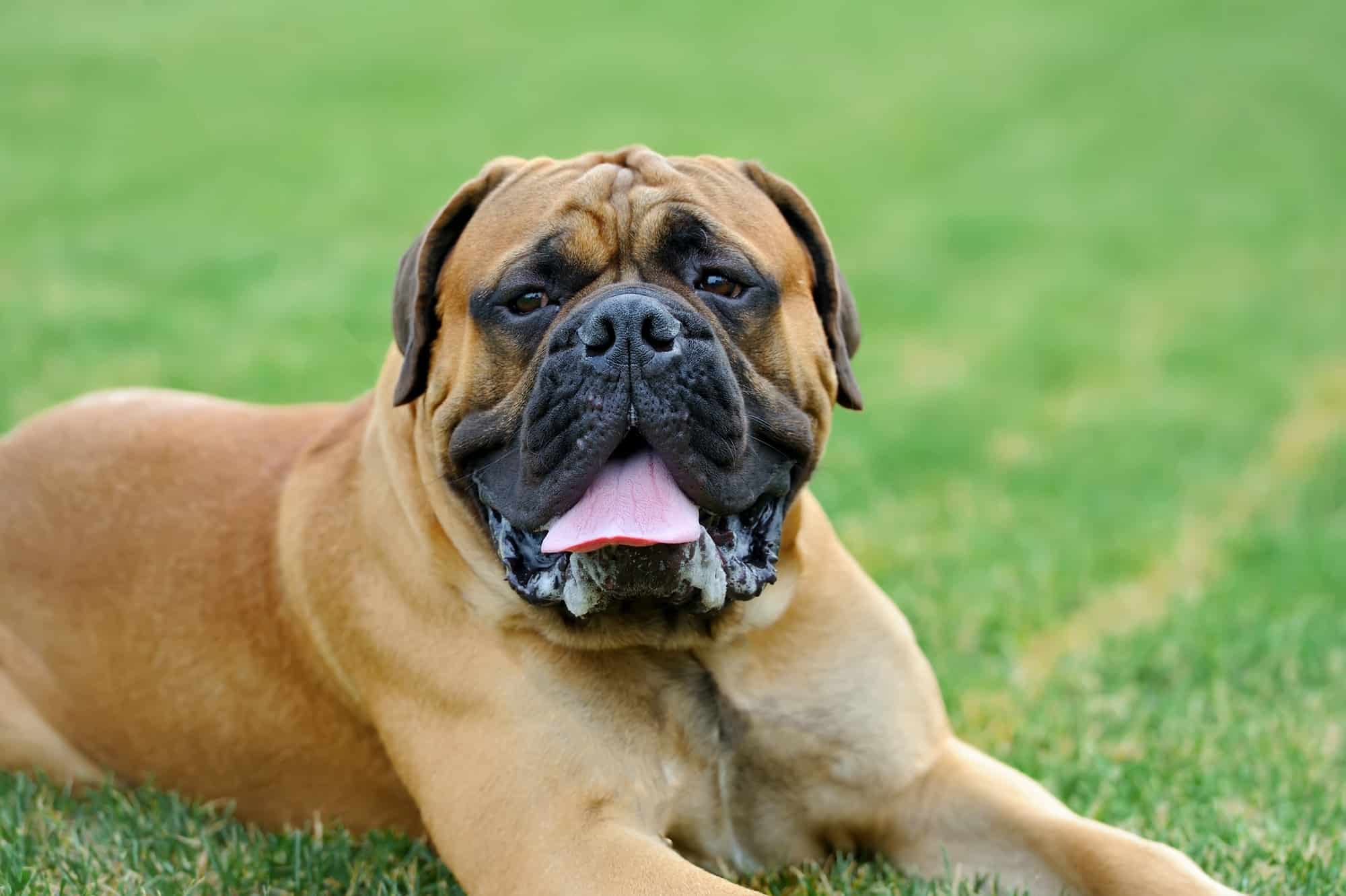 English Mastiff dog Dr. Fossum's Pet Care