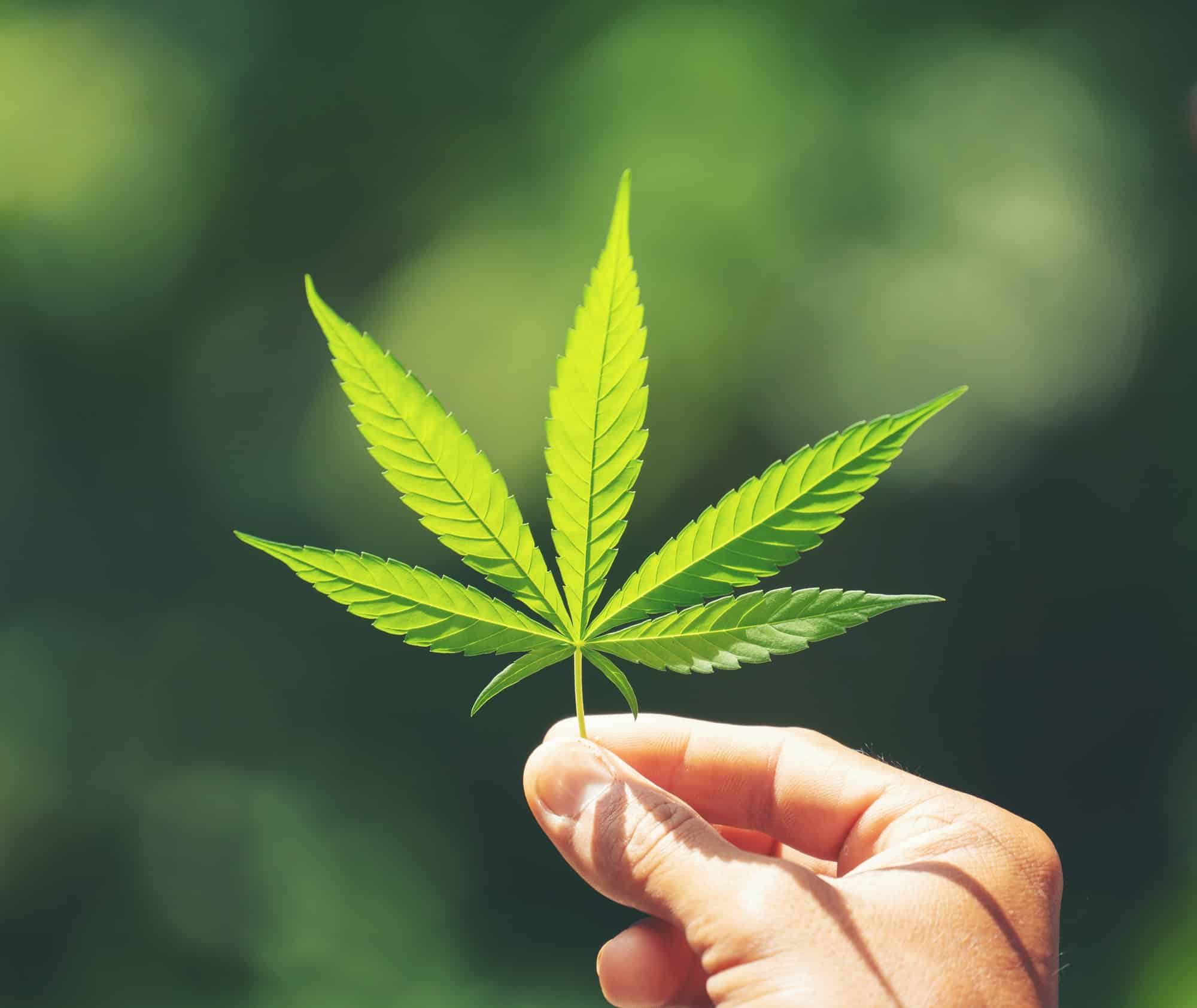 Hand holding fresh marijuana leaf nature background