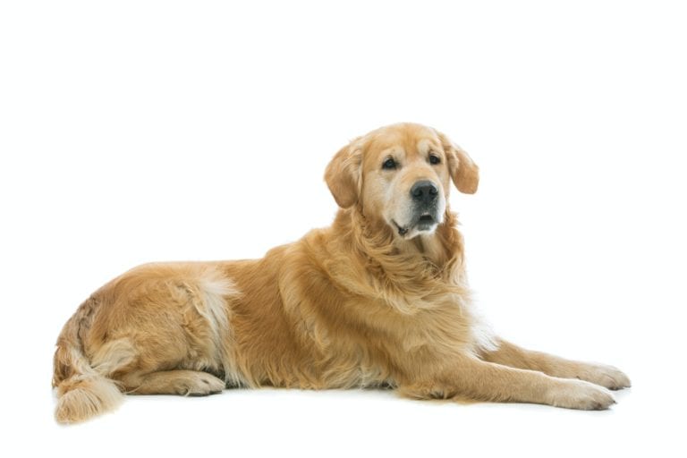 Old beautiul golden retriever dog