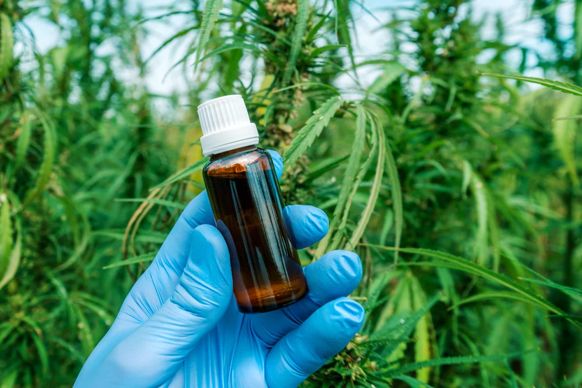 Scientist holding CBD cannabis oil bottle, close up