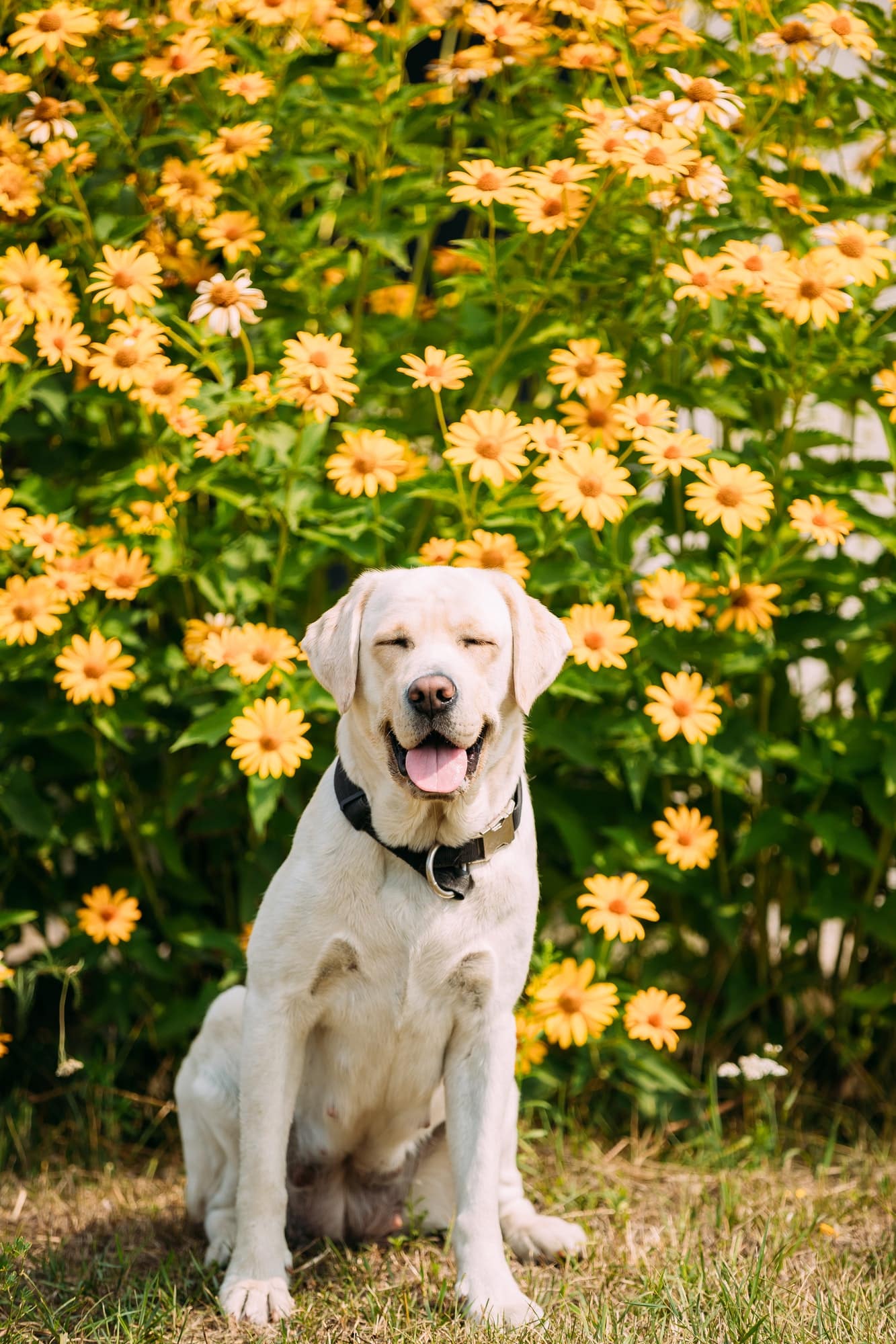 Smiling With Close Eyes Yellow Golden Labrador Female Dog In Sit Dr