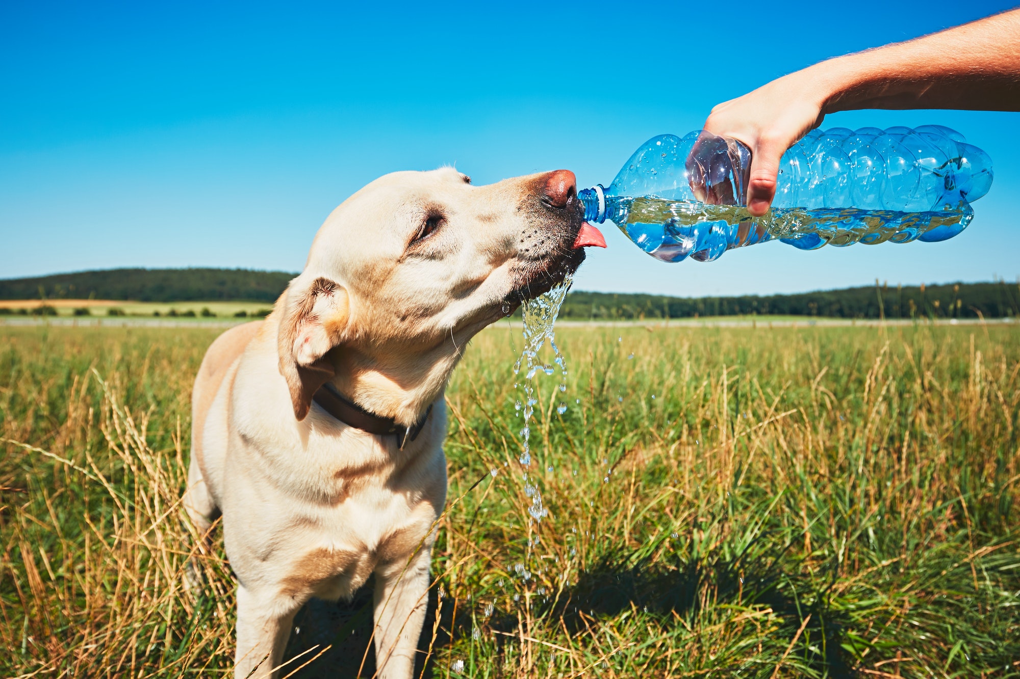 Thirsty dog in hot day Dr. Fossum's Pet Care