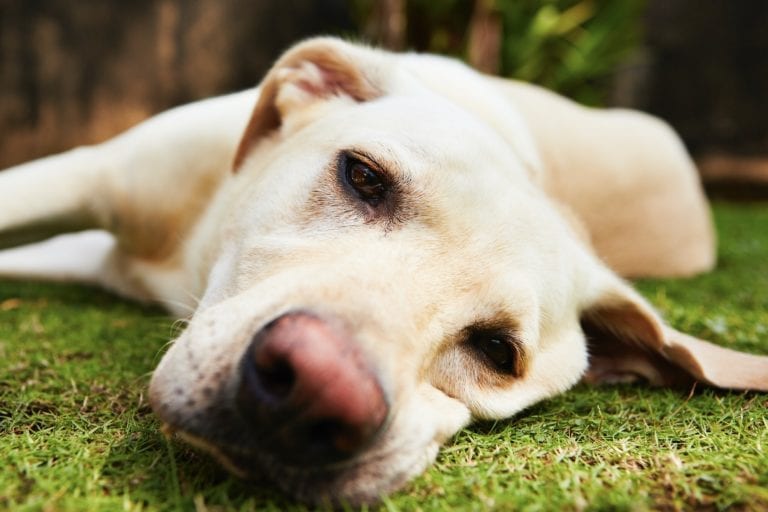 Tired dog