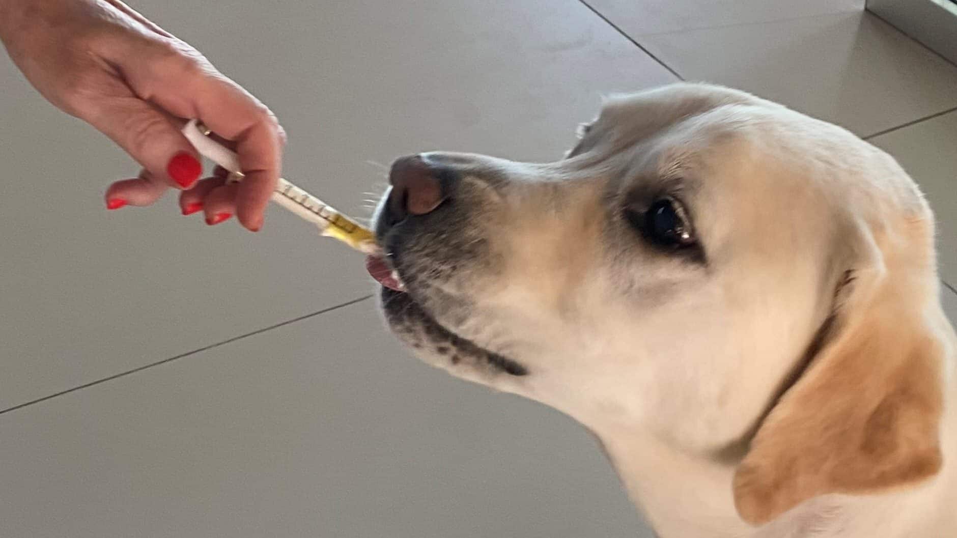 Dog taking CBD oil