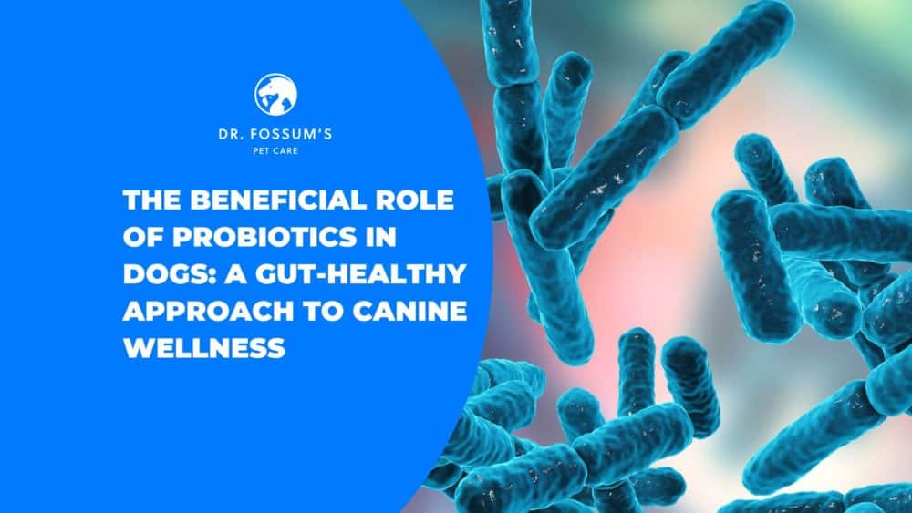 The Beneficial Role of Probiotics in Dogs A GutHealthy Approach to