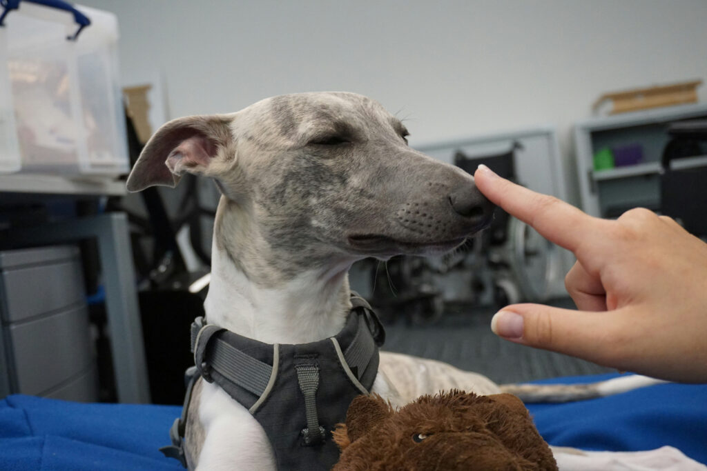 veterinarian examining a healthy, relaxed dog
