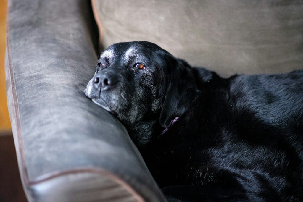senior dog with canine cognitive dysfunction (dog dementia)