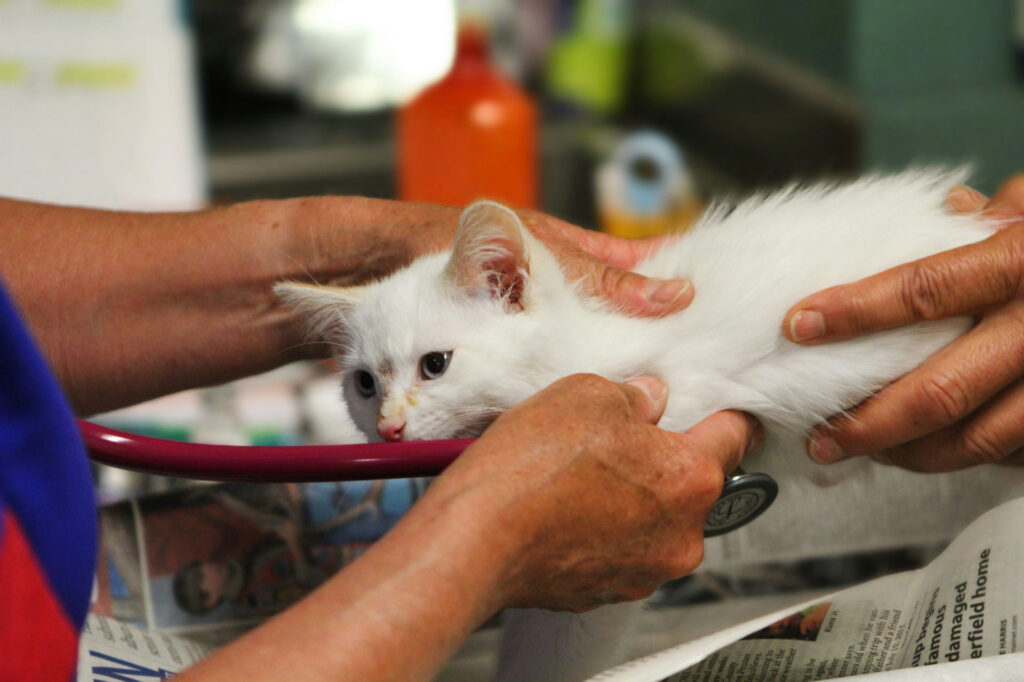 veterinarian examining a calm cat