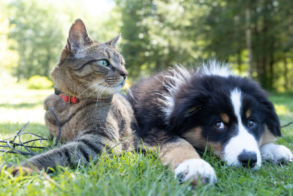 a dog and cat together