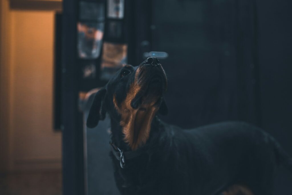 restless dog pacing in the house