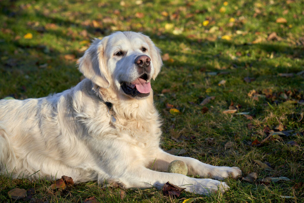 happy senior dog on a walk