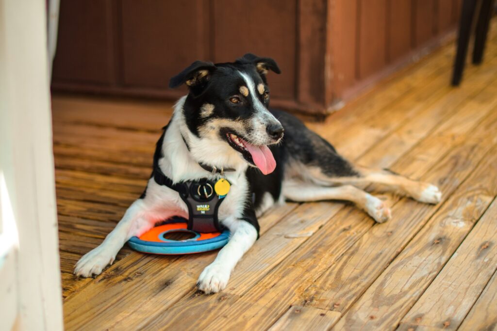 Senior dog playing