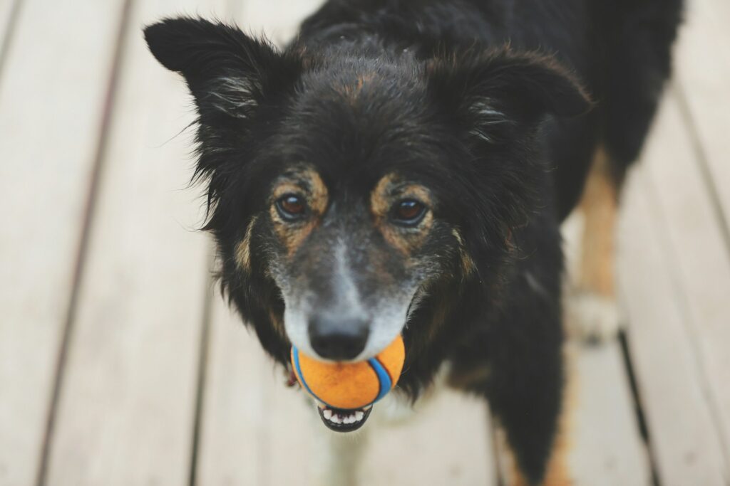 Senior dog playing, part of a dog dementia treatment plan