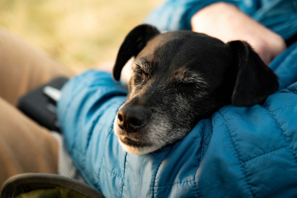 senior dog resting beside its owner at home