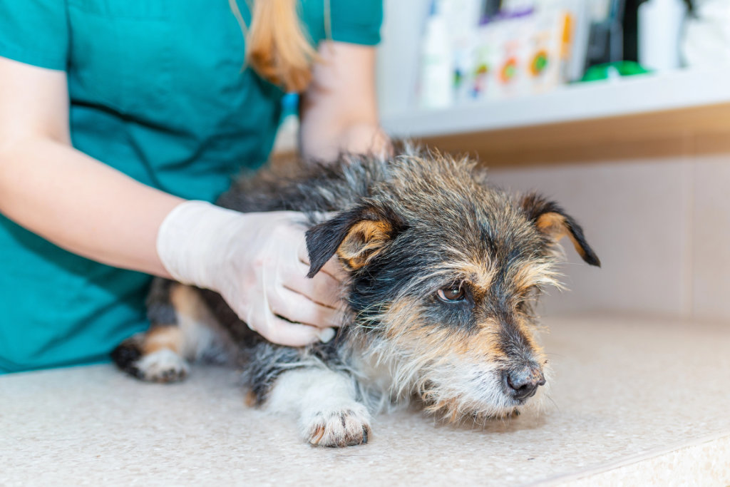 Veterinarian examining a senior dog