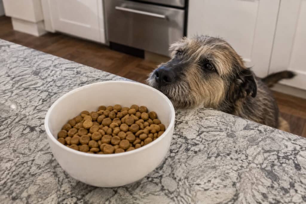 plain hydrolyzed kibble in a bowl with a curious dog approaching