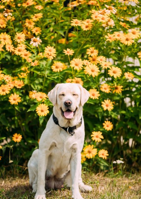 Smiling With Close Eyes Yellow Golden Labrador Female Dog In Sit