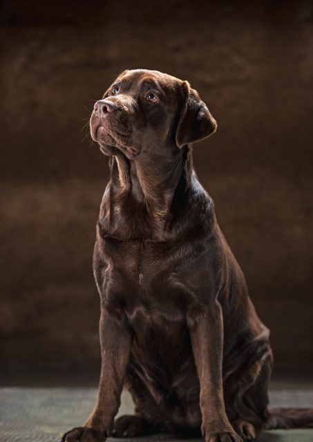 The portrait of a black Labrador dog taken against a dark backdrop.